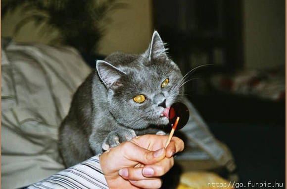 Een lollie, lekker zeg..................