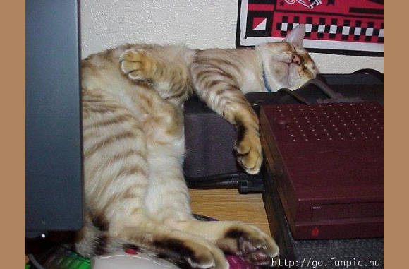 Katten slapen ook in de meest rare posities.............