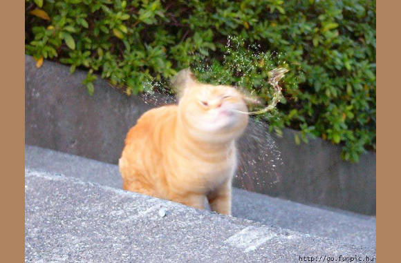 Gatver....................
