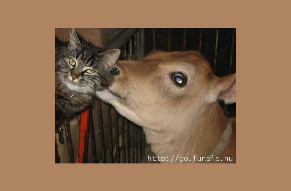 Lekker die grote tong..............