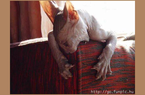 Bat-cat...............................