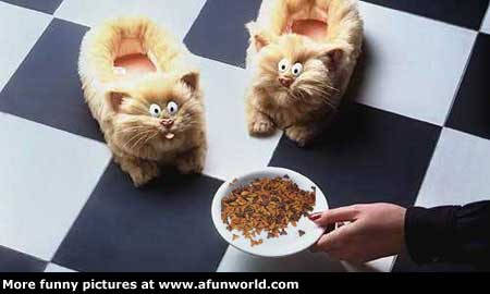 Pantoffels eten toch niet!!