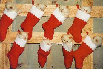 Christmas-time....................