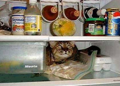 Cool-cat!!!!!