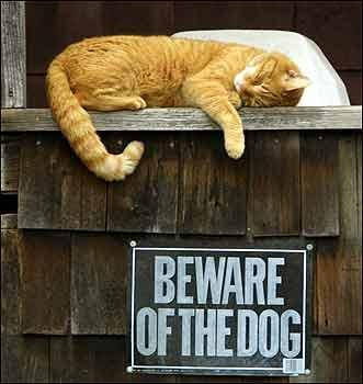 Welke hond??