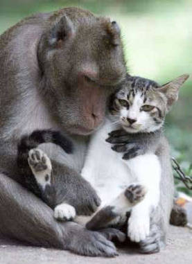 Hellup, hij is verliefd...............