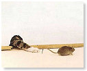 Muis, ik heb je............... bijna!!!!