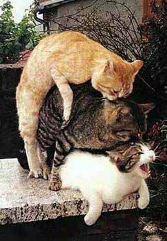 Stapel-Poes