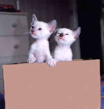 Wij spreken chinees.............