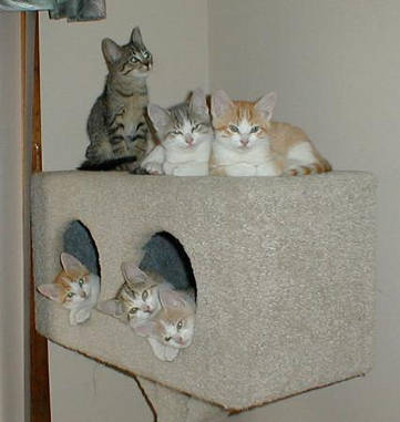 Gesellie, naar de kattengymzaal!!