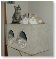 Gesellie, naar de kattengymzaal!!