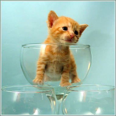 Waar is de champagne???