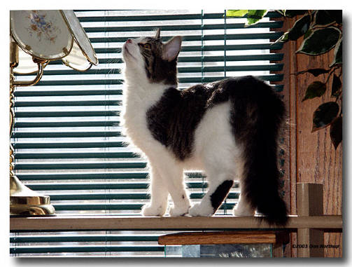 Wat is dat voor een lamp???