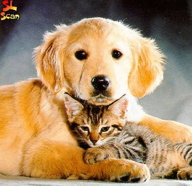 Liefde is..............................