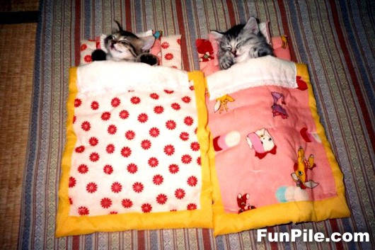 Lekker, samen slapen......................