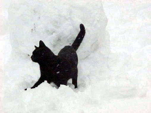 Heerlijk die sneeuw.......................