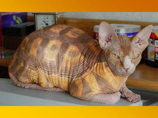Schildpadpoes.....................
