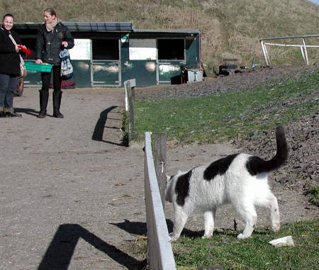 Vrije oefening op de balk.......................