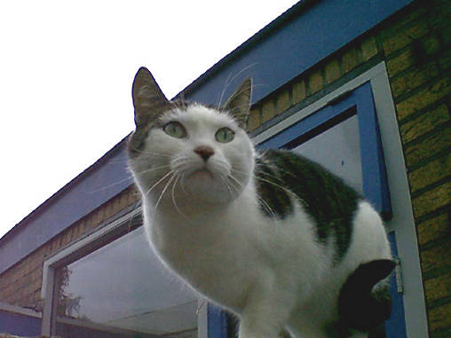 Het is wel erg hoog.........................