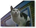 Het is wel erg hoog.........................