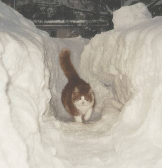 Ik heb het pad sneeuwvrij gemaakt, goed he!!!!