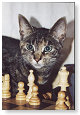 Schaken is mijn lust.........................