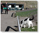 Vrije oefening op de balk.......................