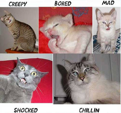 Diverse soorten......................