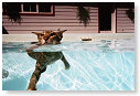 En dan zeggen ze dat katten bang voor water zijn.................