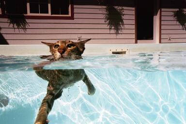 En dan zeggen ze dat katten bang voor water zijn.................