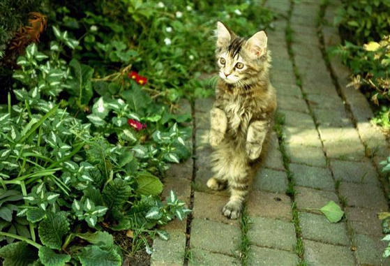 Ieks, wat is dat???