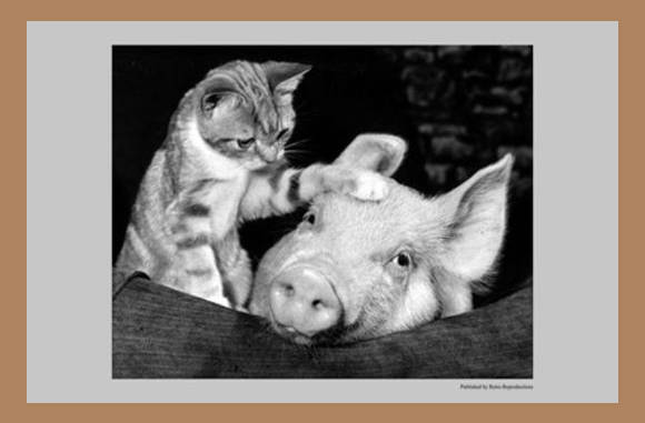 Me and my pig...