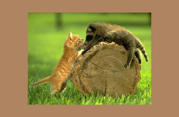 Wat ben jij een raar beest??