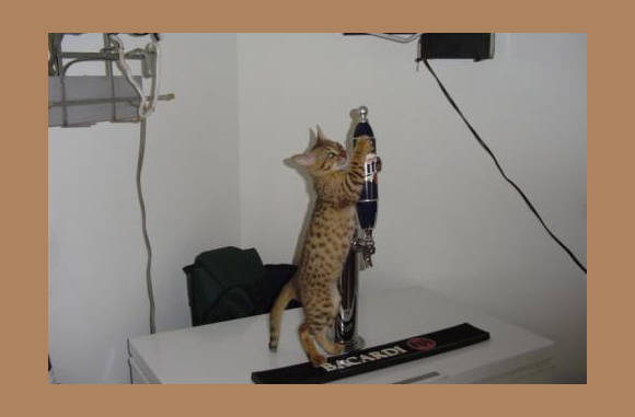 Cola erbij, bacooooo-tje........