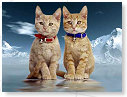 Broer & Zus...
