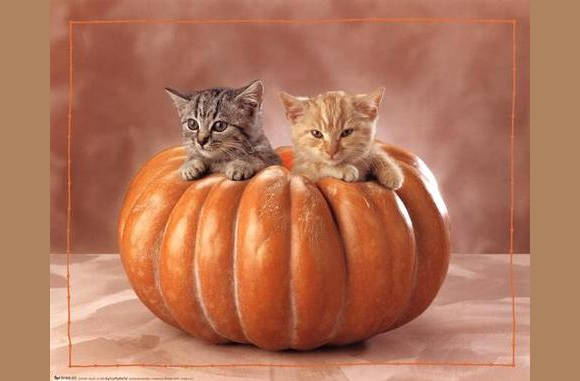 Is het al Halloween??