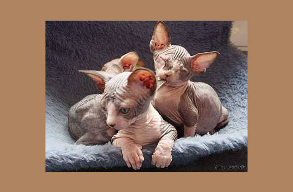 En koud dat we het hebben...