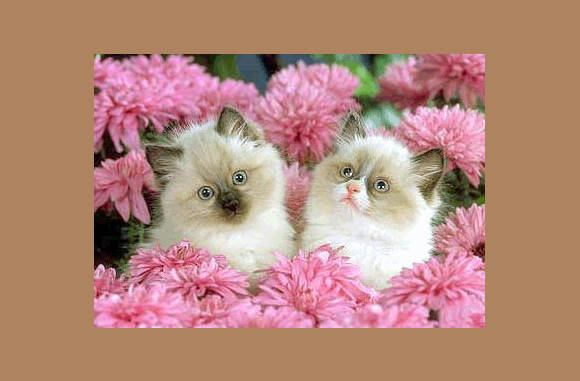 Heb jij die bloemen uitgezocht??