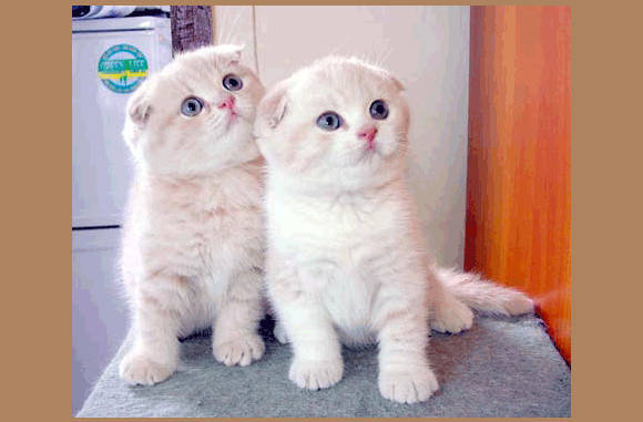 Jut & Jul bij de fotograaf....