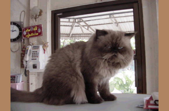 Handige vacht voor in de winter!!