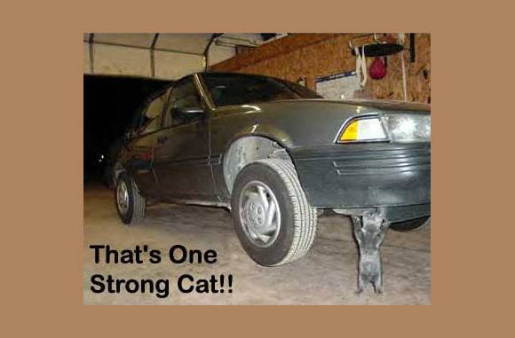 Ikke de hulk zijn......