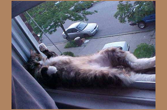 Lekker op de vensterbank....