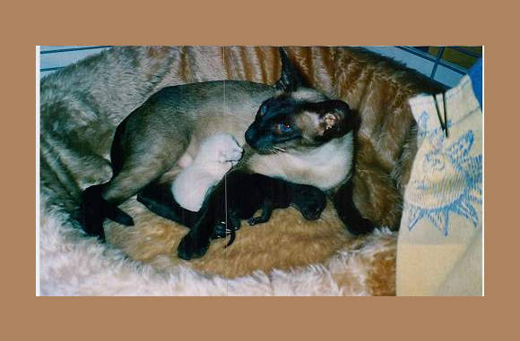 Lekker warm bij moeders.....