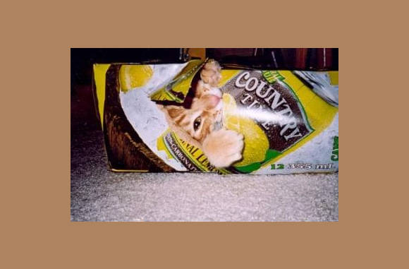 Ja, ken er net in.....