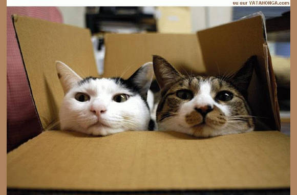 Cat in the box!!