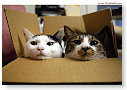 Cat in the box!!