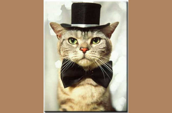 Voor de diner-danssants