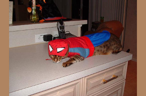 Verkleed gaan als Spider-cat...