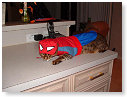 Verkleed gaan als Spider-cat...