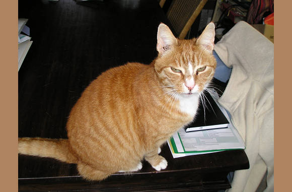 Boris, heerlijke kater van Tina en Bert...